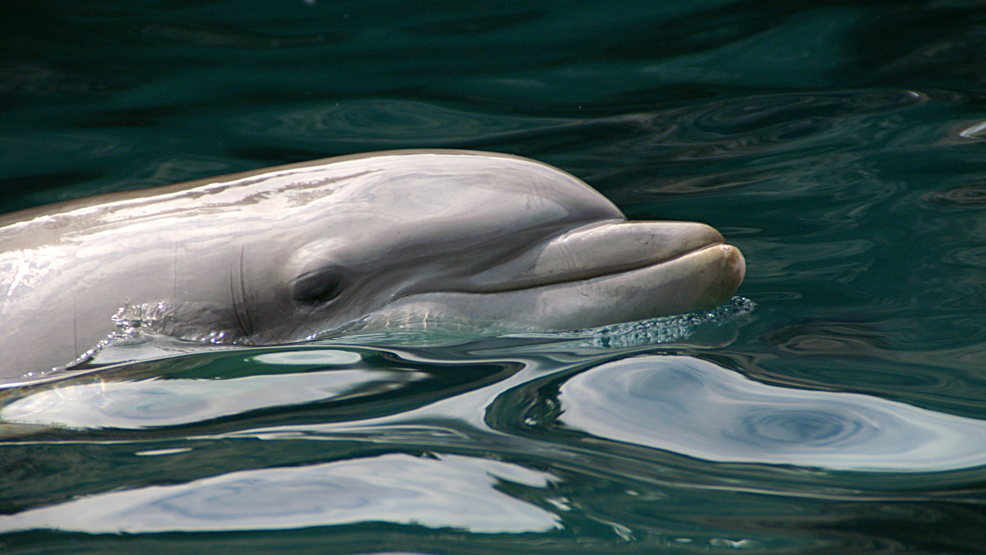 dolfijn_29.jpg