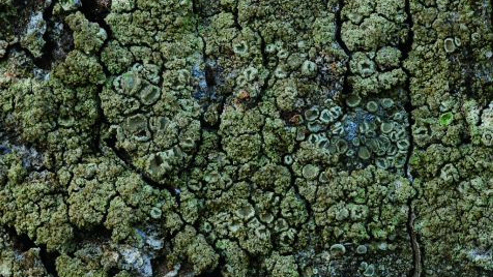 lecanora_conizaeoides_arjan_de_groot.jpg