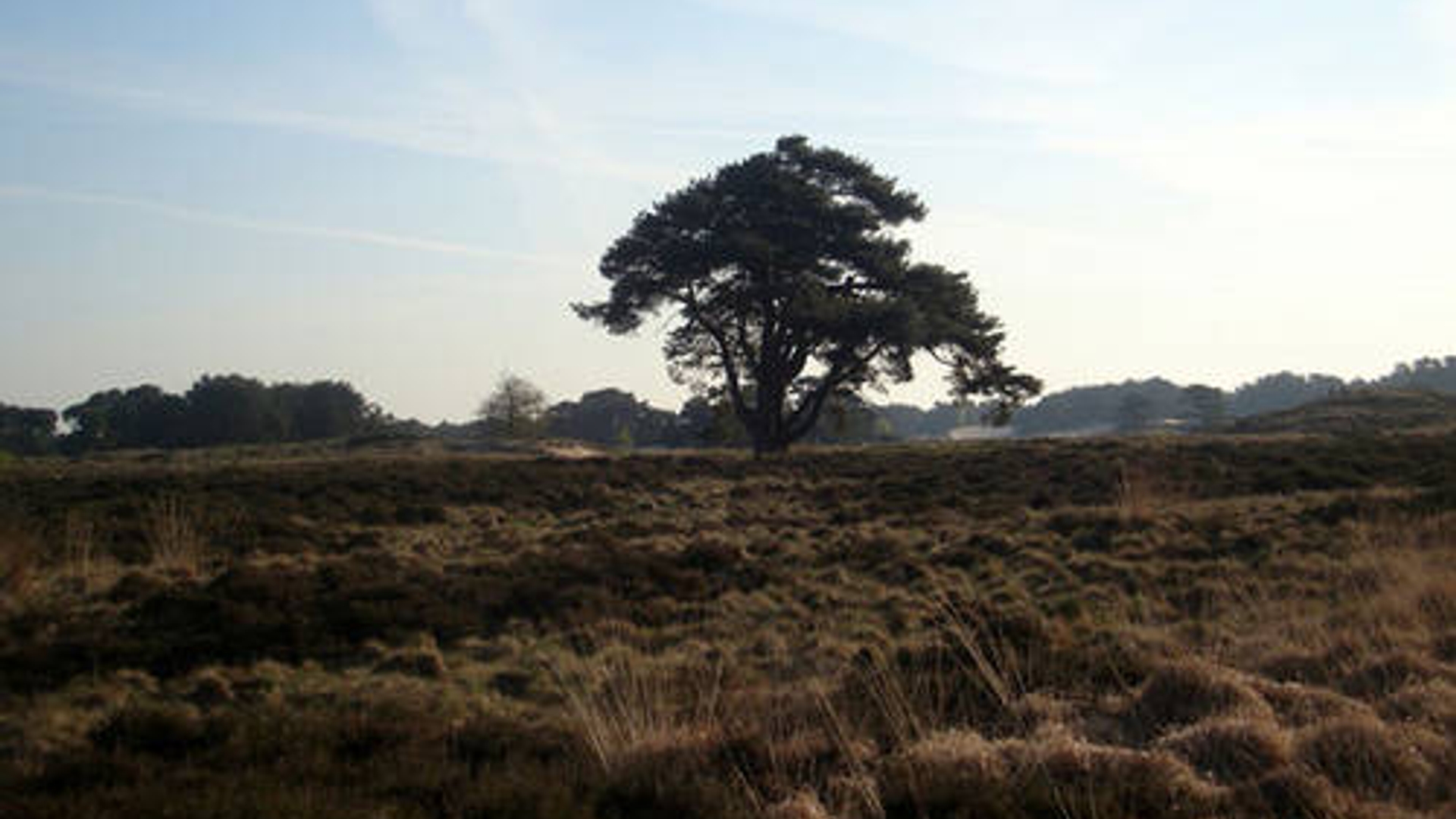 hoge_veluwe.jpg