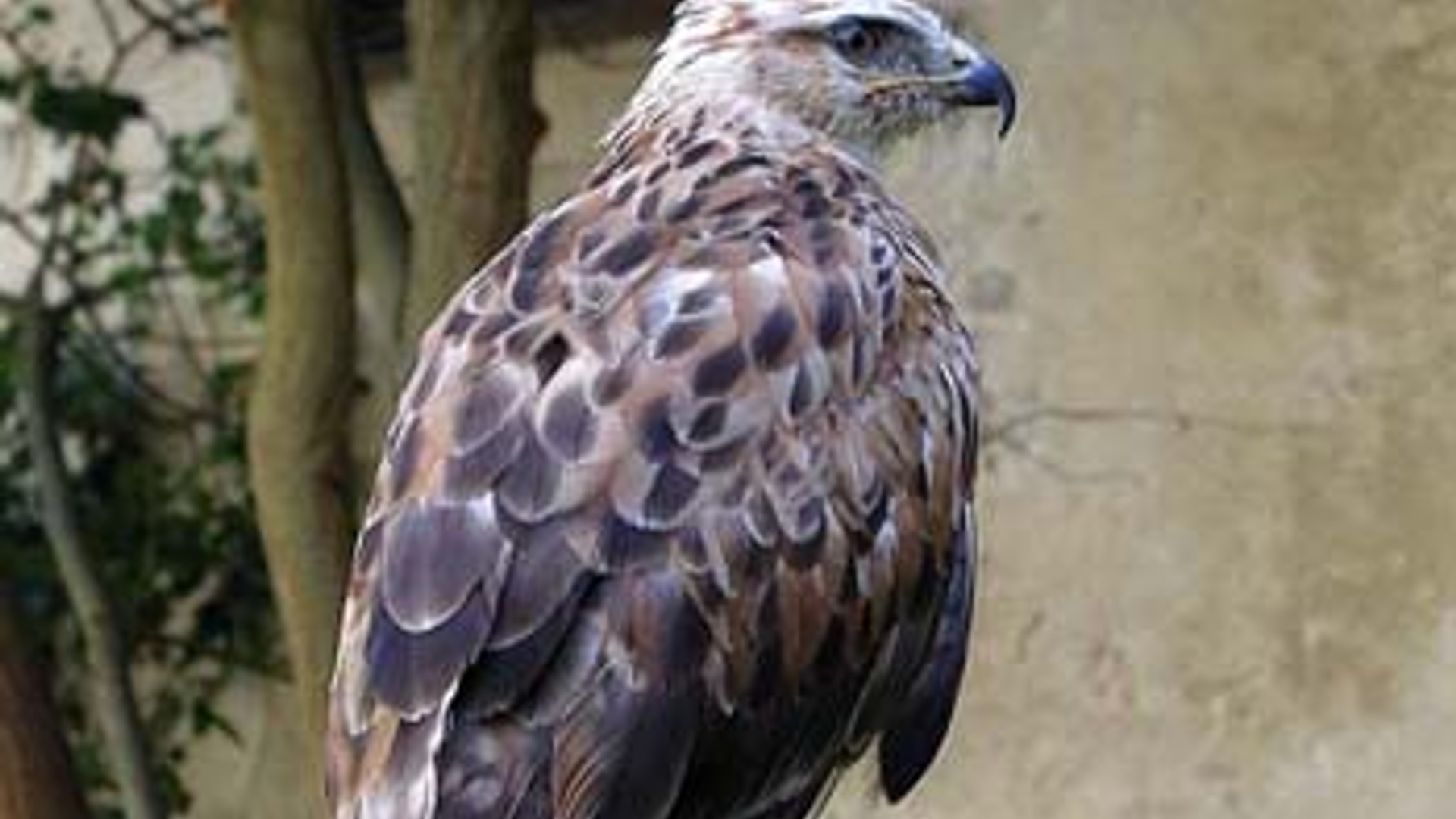 arendbuizerd.jpg