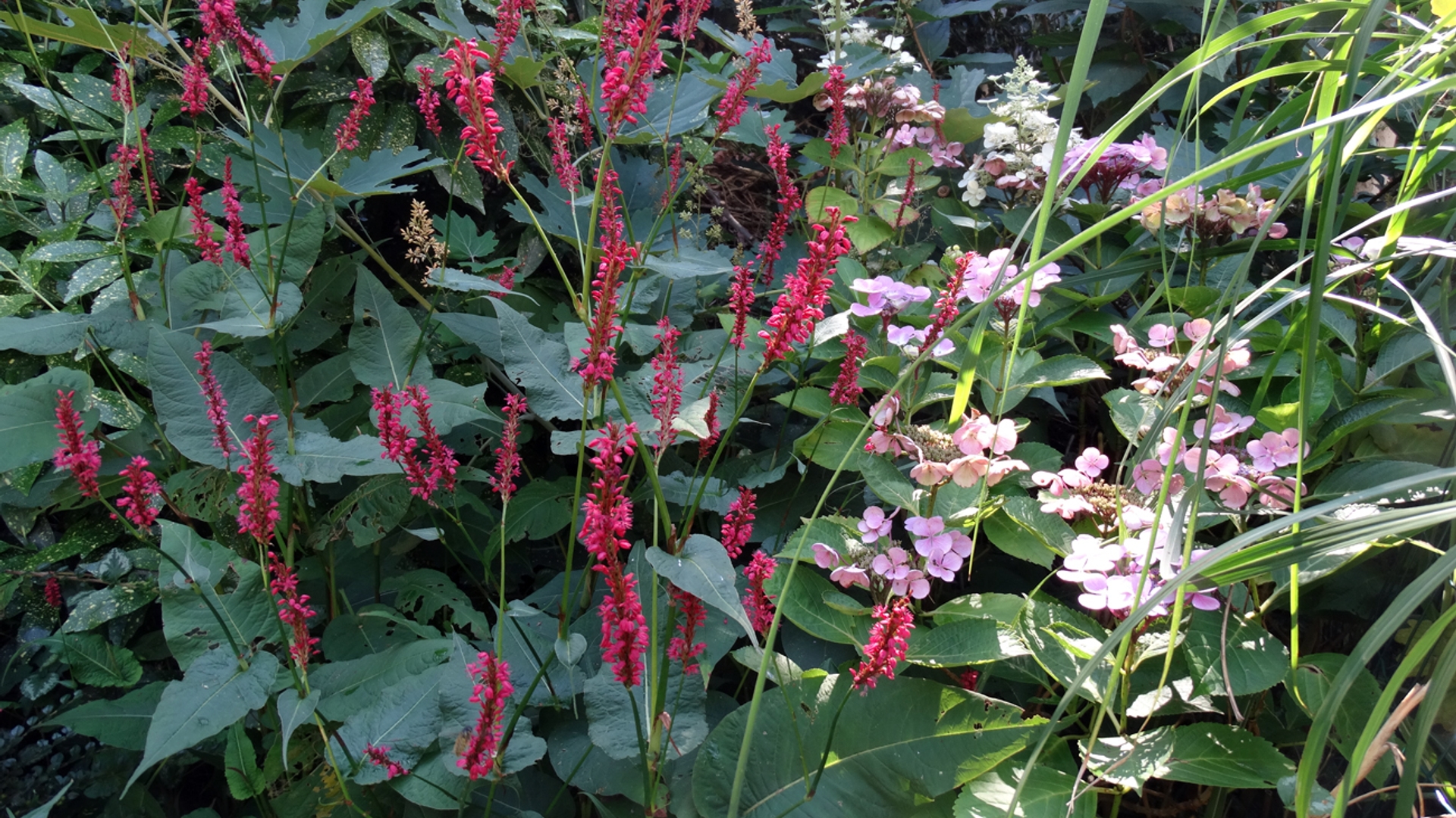 Persicaria_volle_tuin.jpg