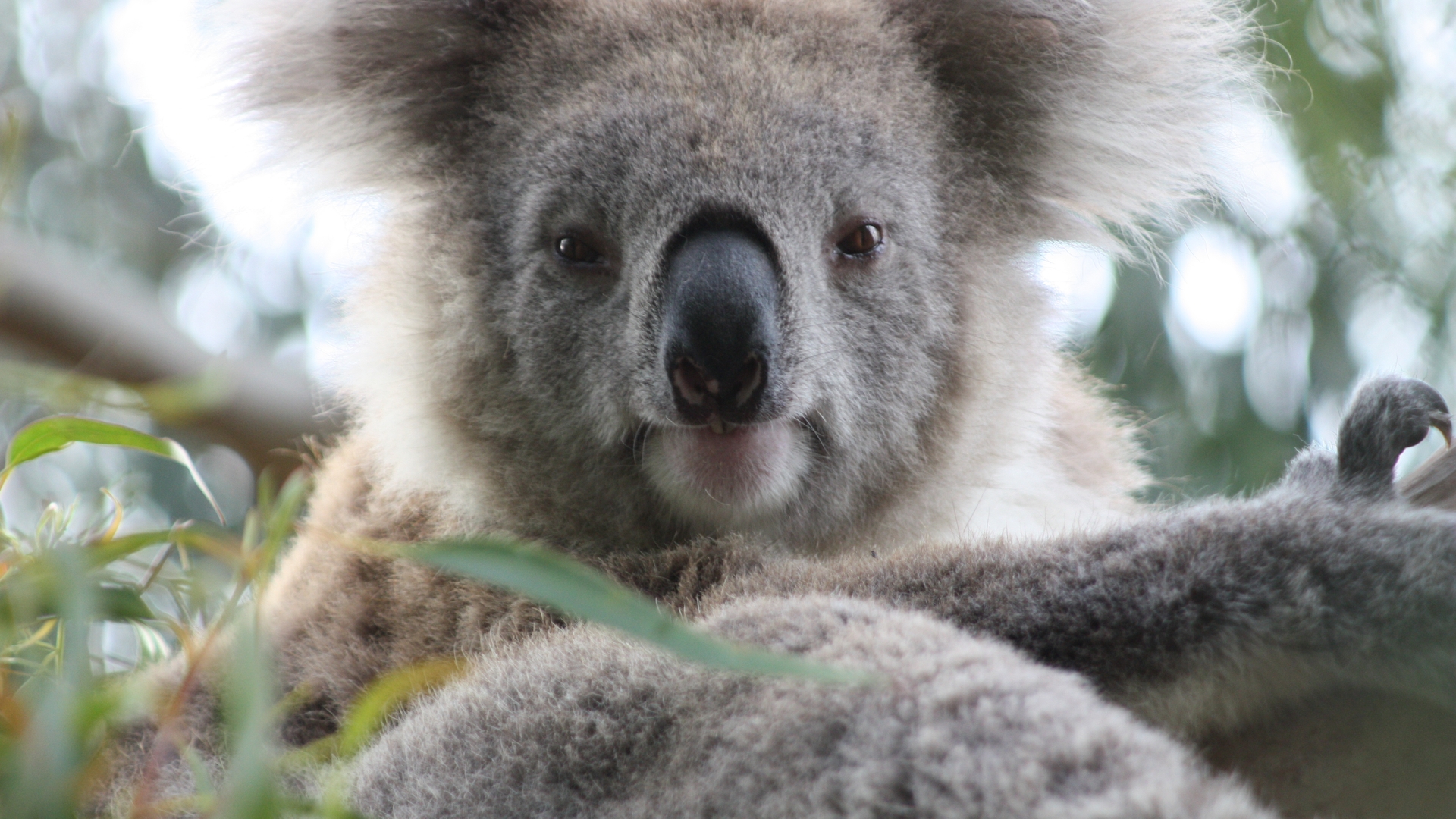 koala_03.jpg