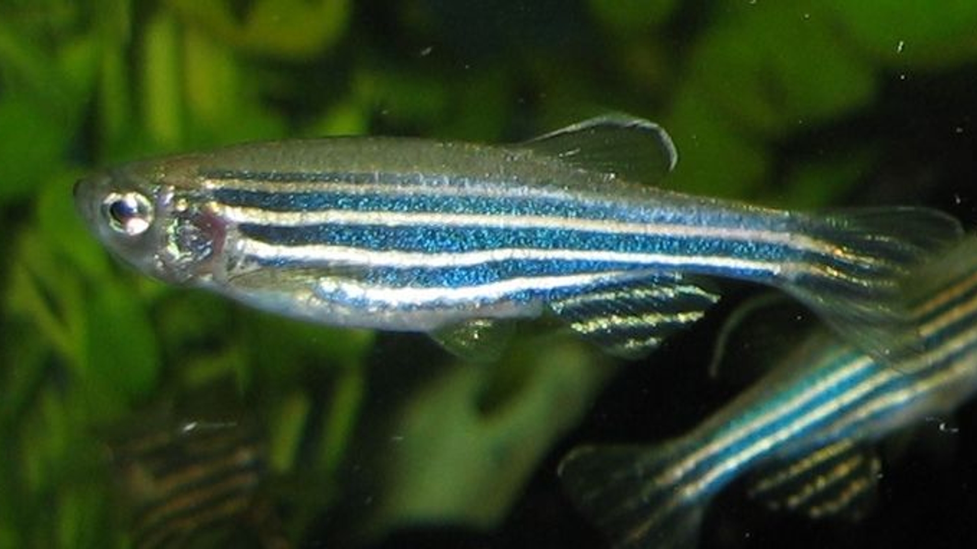 800px-Zebrafisch.jpg