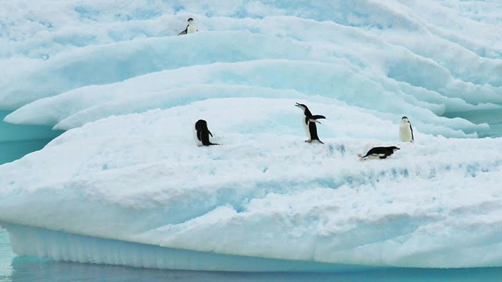 Pinguin_antarctica
