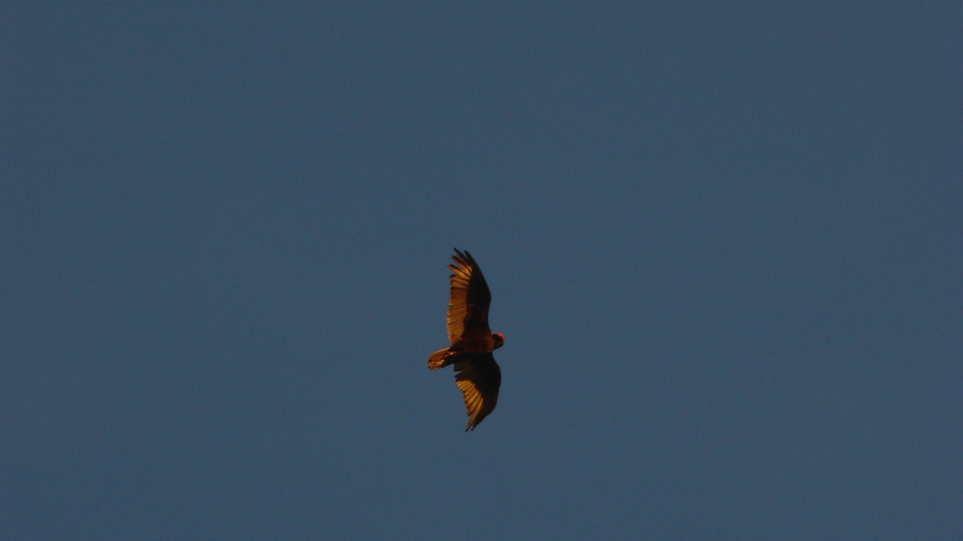 californiancondor.jpg