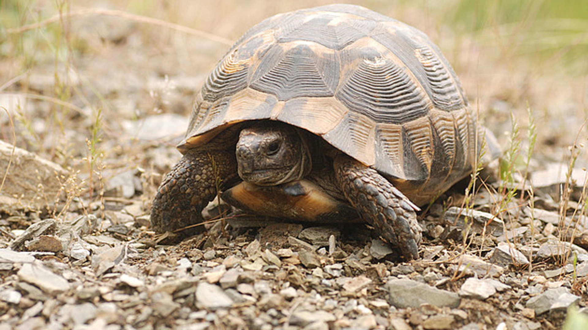 schildpad_bulgarije_-_bonteklepper.jpg