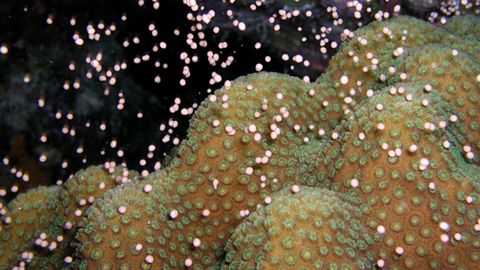 Coral spawning. Foto: Carmabi