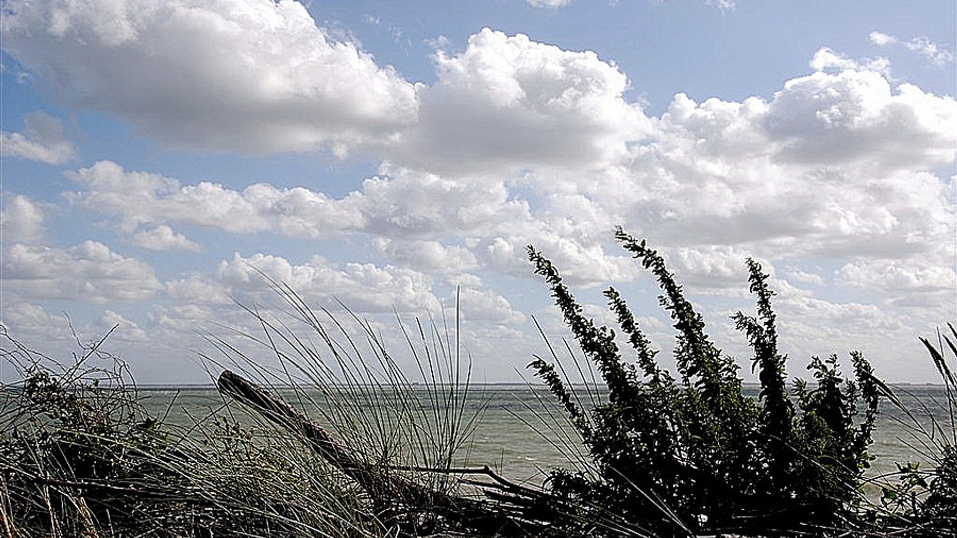 westerschelde_24.jpg