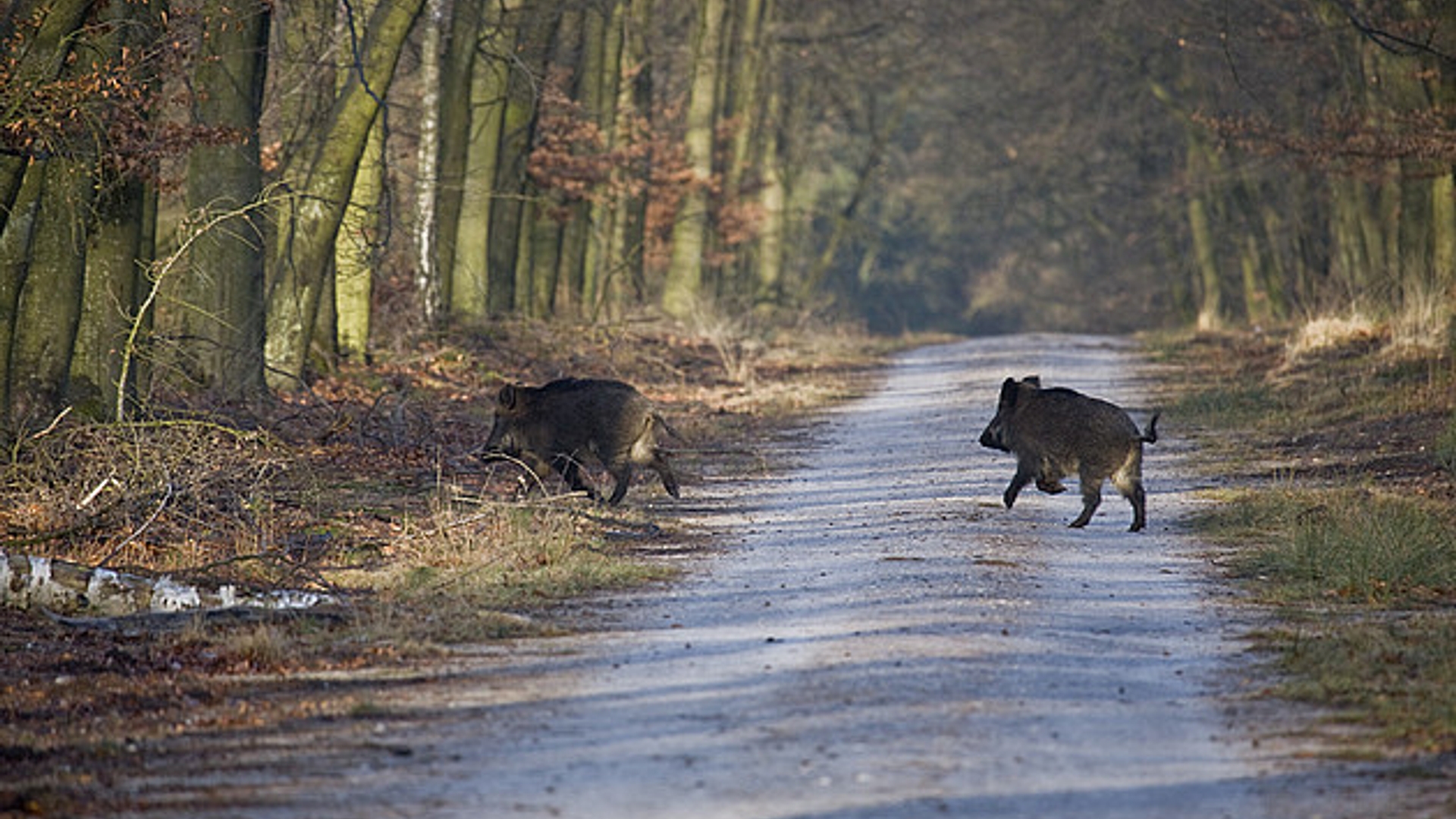 hoge_veluwe_02.jpg