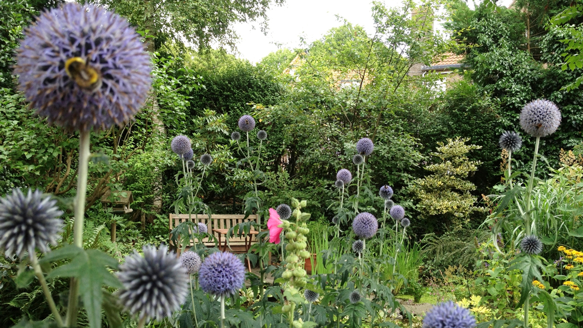 kogels_in_de_tuin.jpg