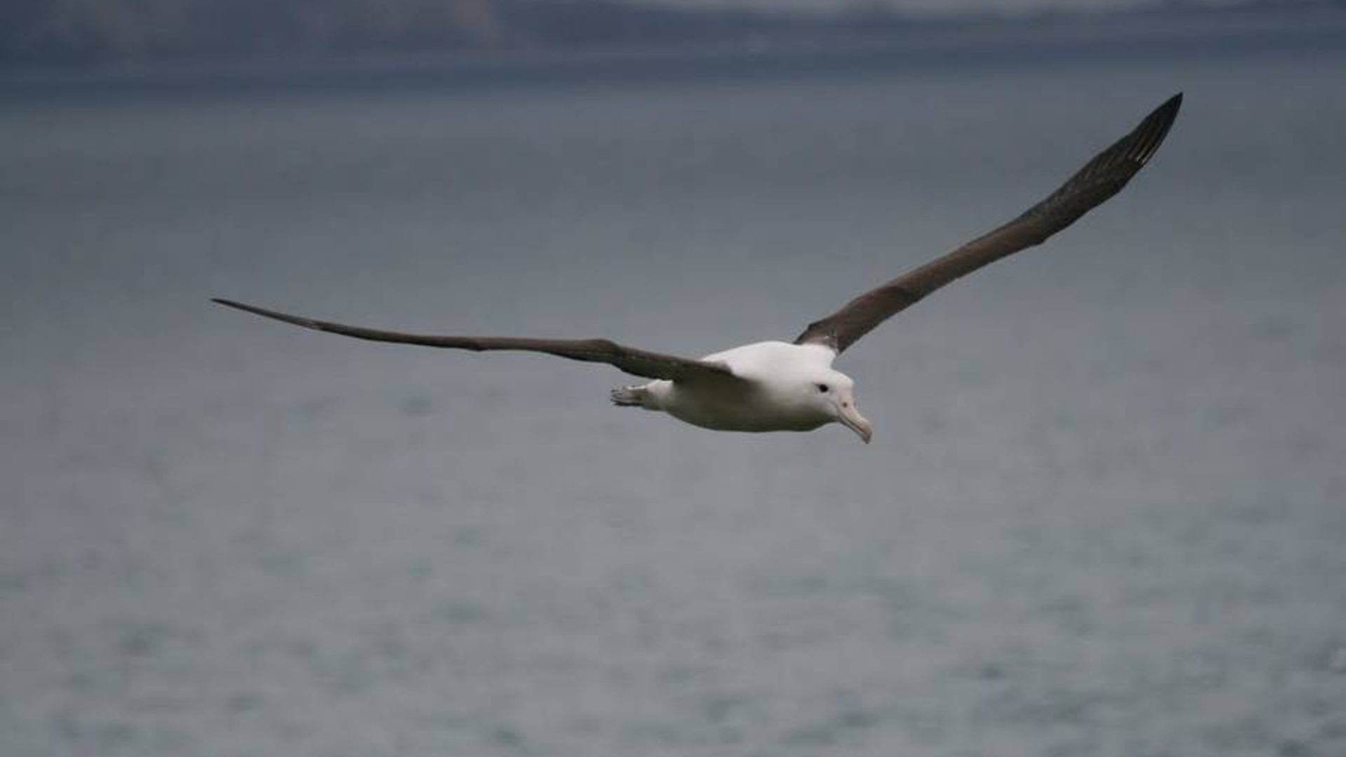 albatros_03.jpg