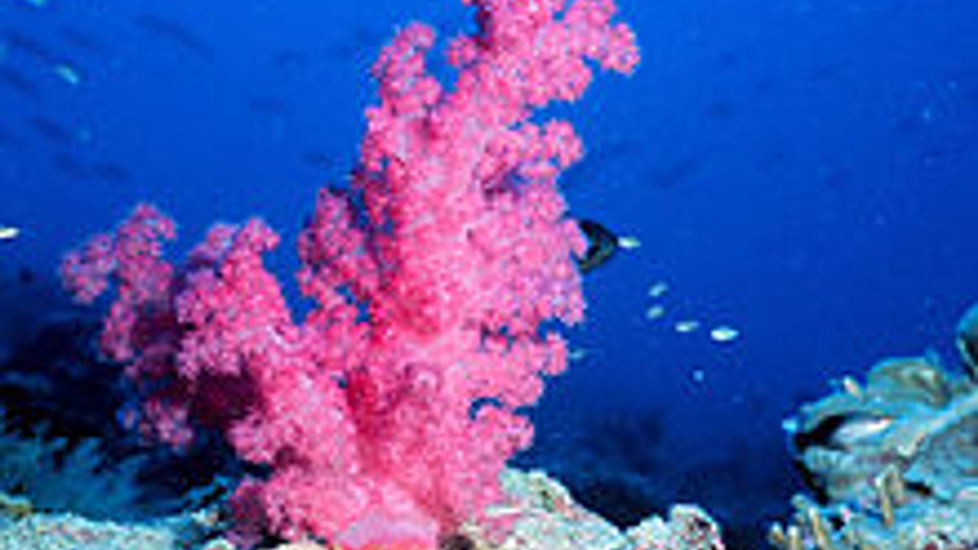 220px-Reef0484.jpg