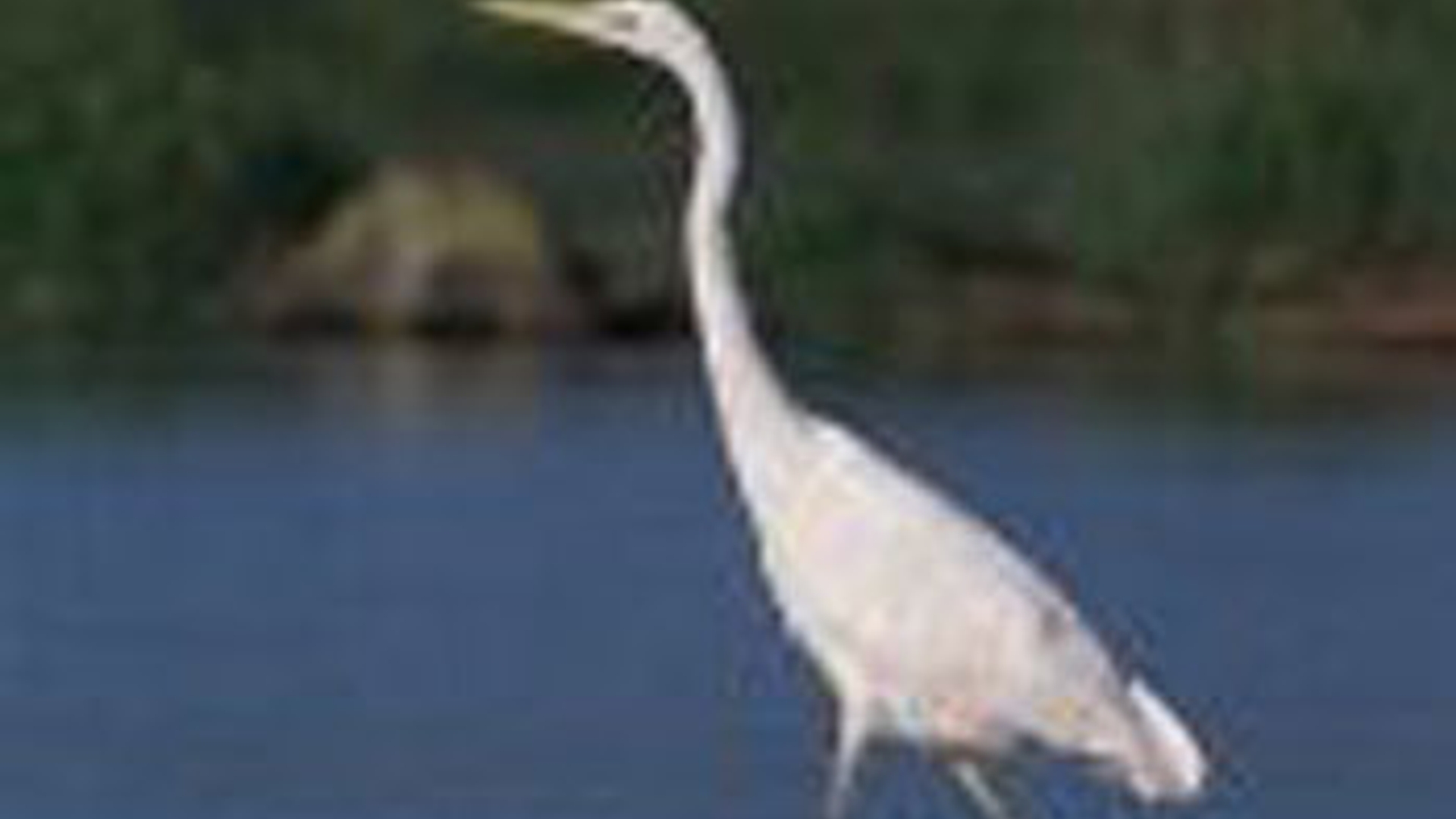 Grote_zilverreiger_Marek_Sz.jpg