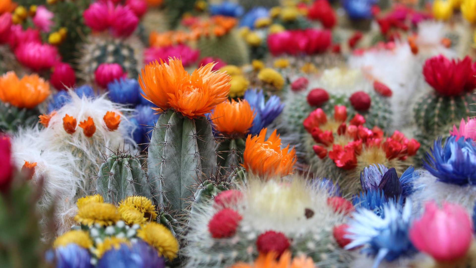cactus_pixabay