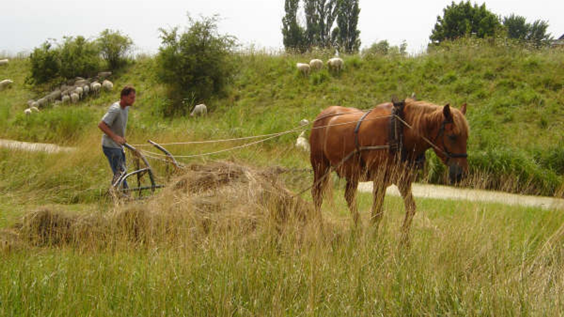 man_en_paard.jpg