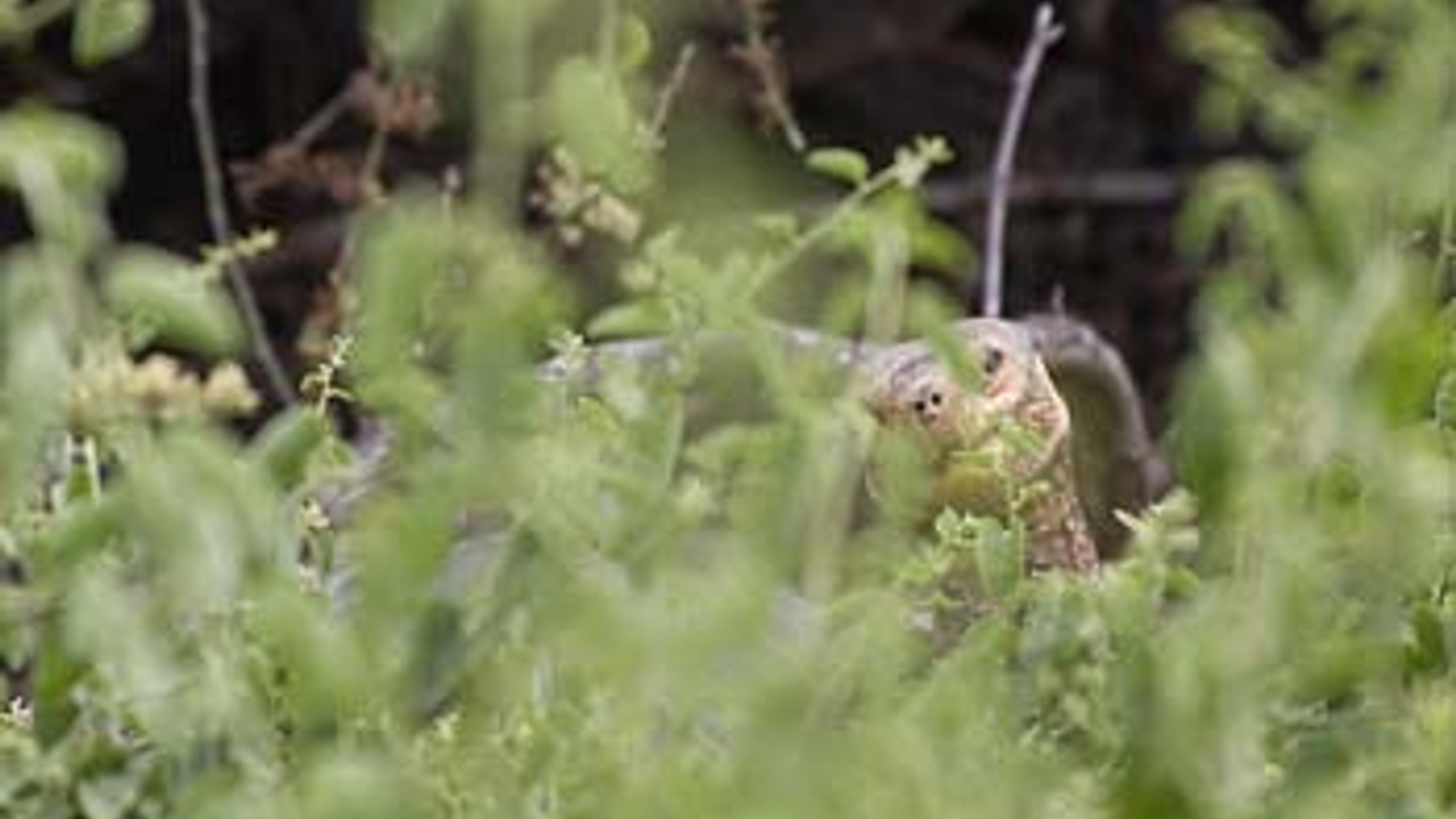 vroege-vogels-schildpad_JA1.jpg