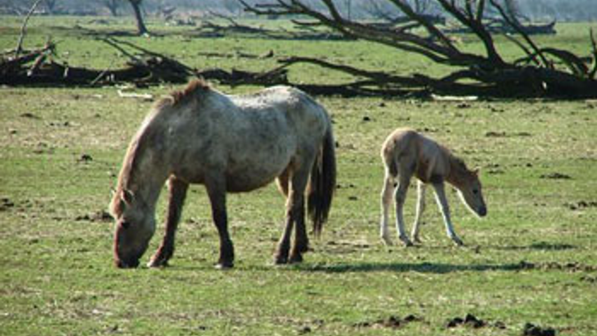 oostervaarderplassen.jpg