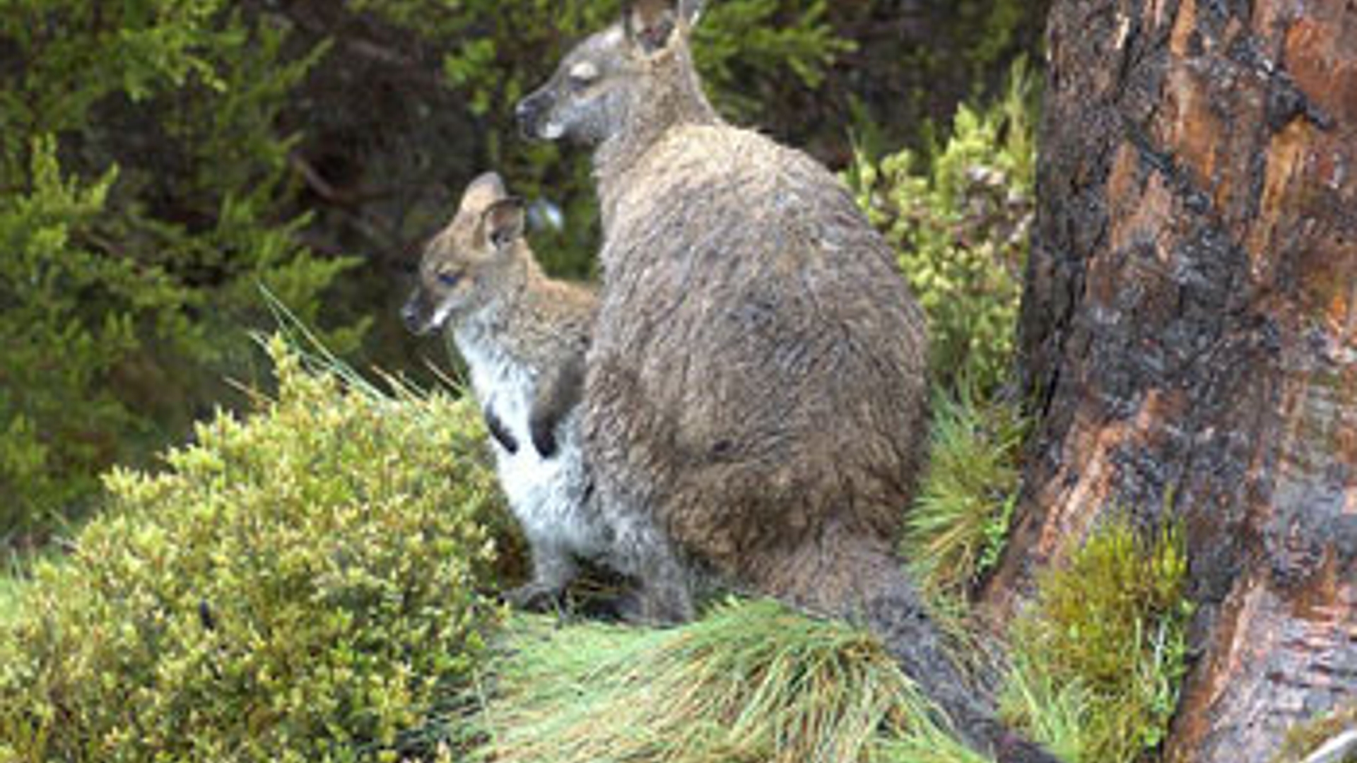 forweb800px-Wallabies-mothe.jpg