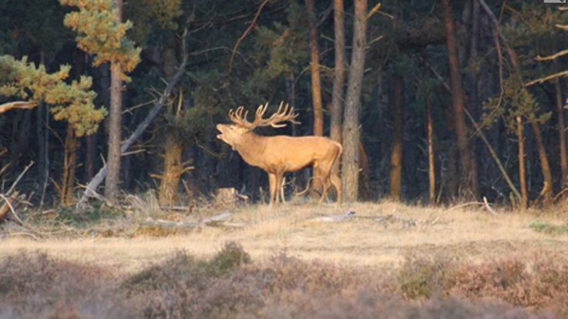 veluwe_15.jpg