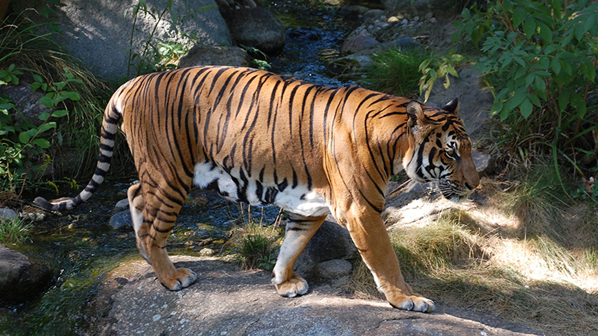 Indo chinese tijger