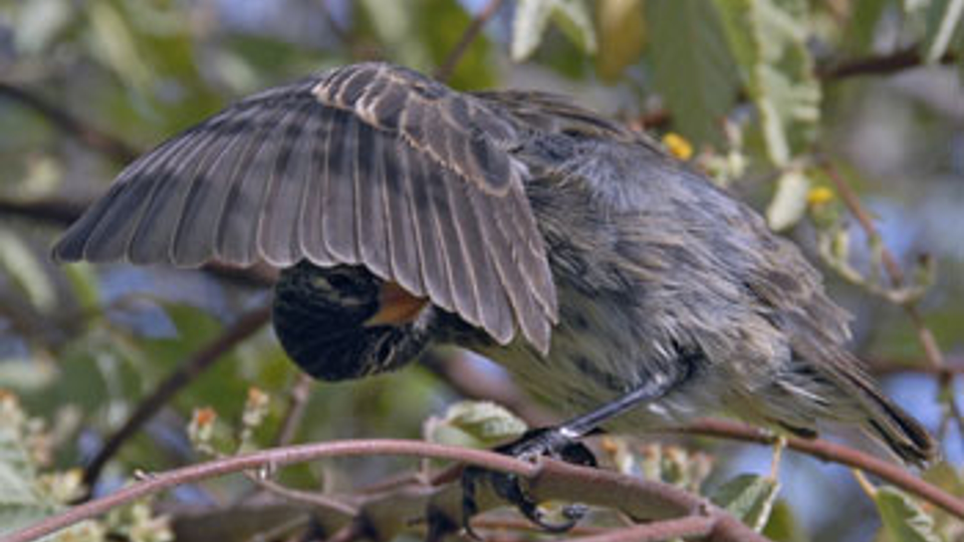 kiekeboevinkvroege-vogels_01.jpg