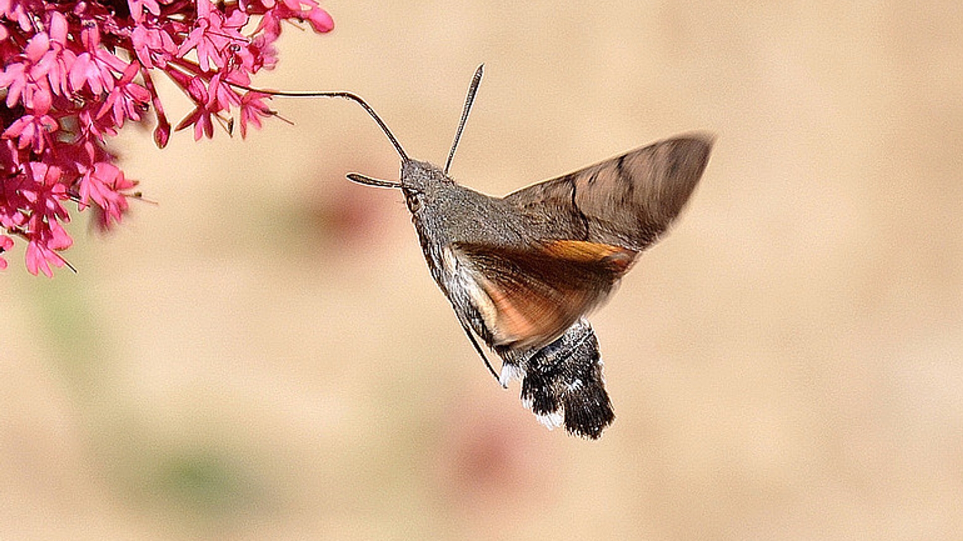 kolibrievlinder.jpg