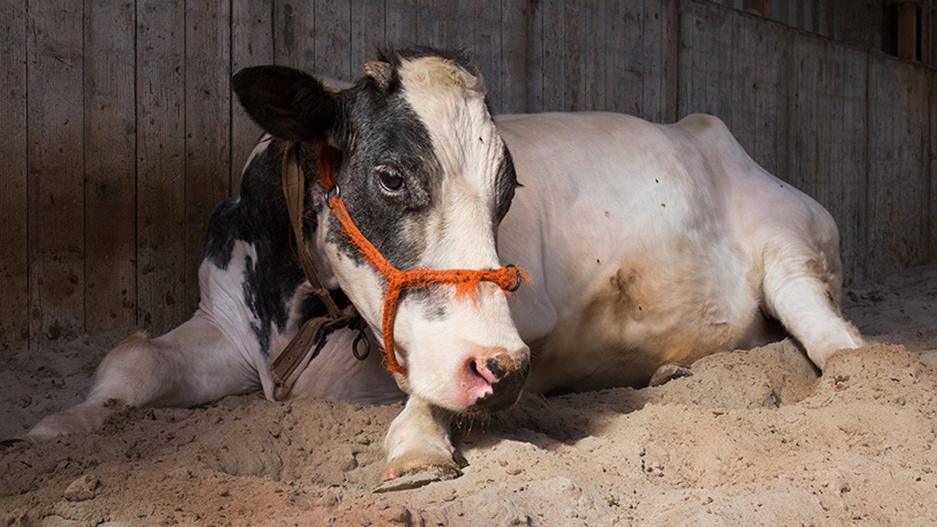 Claartje, de oudste koe van Nederland