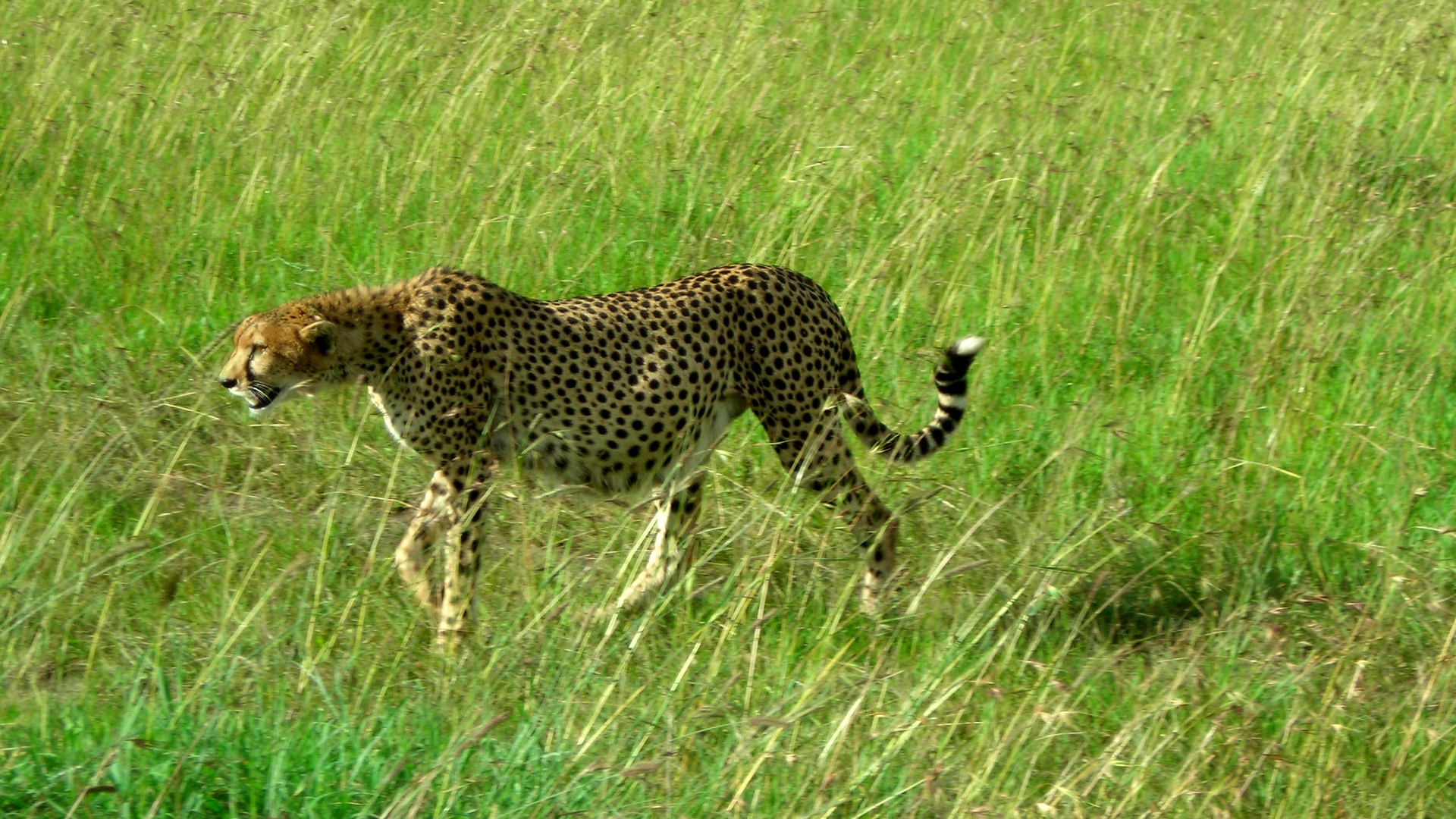 cheetah_02.jpg