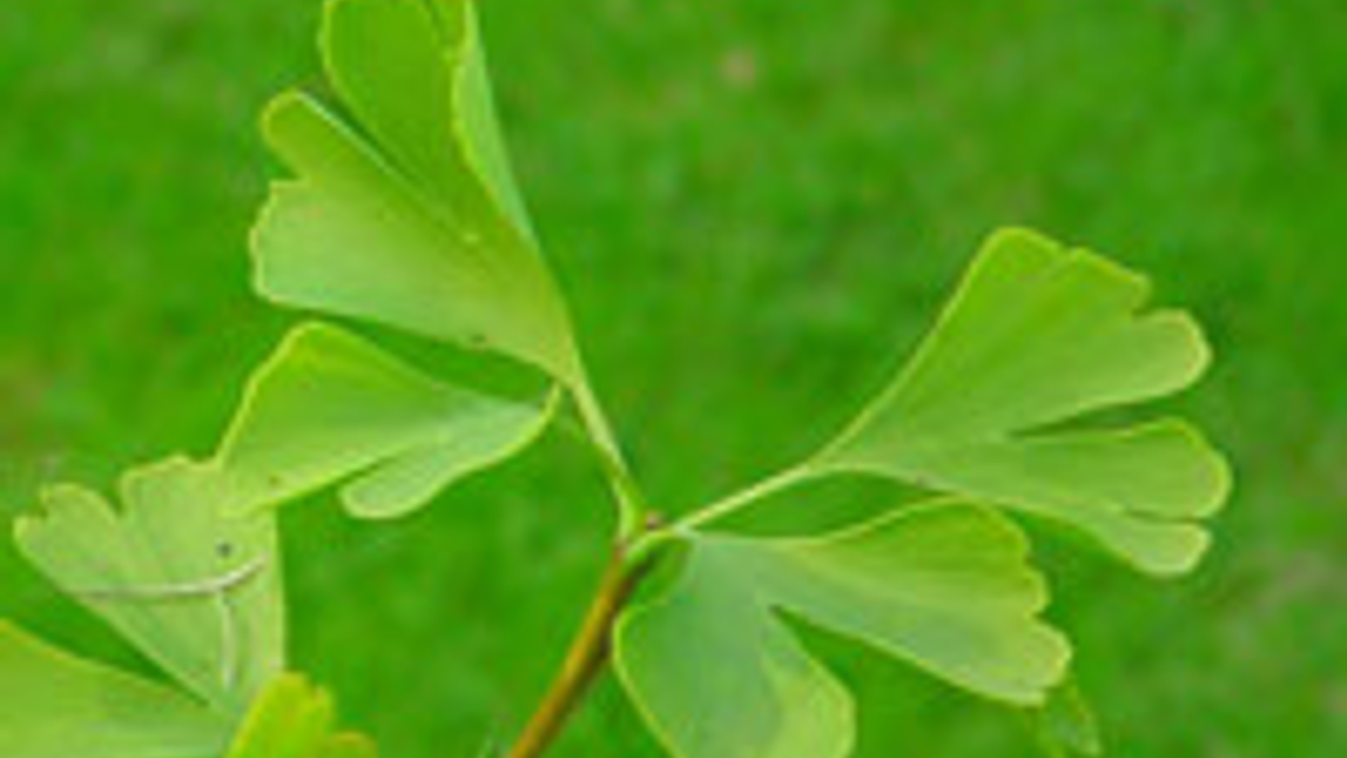 Gingko_02.jpg