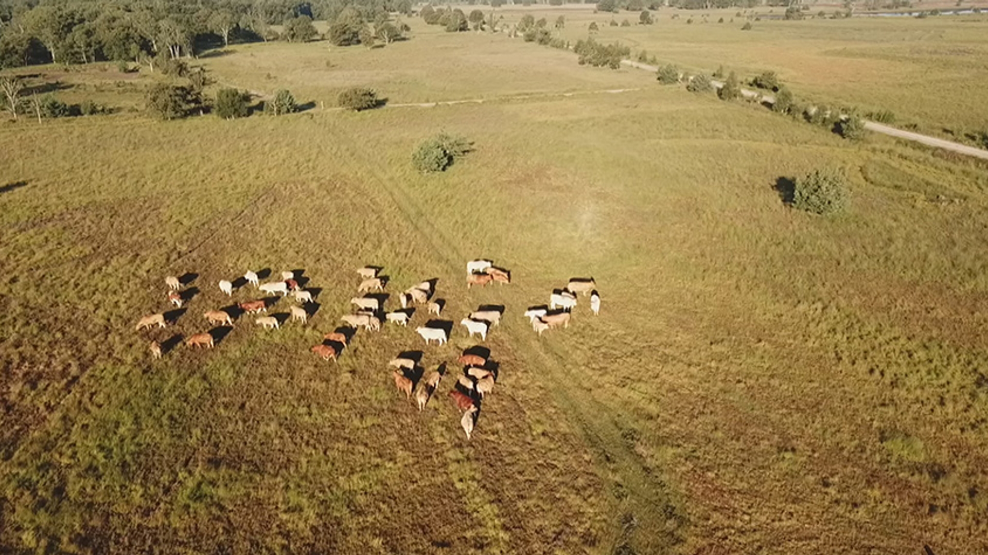 koeien drone kampina