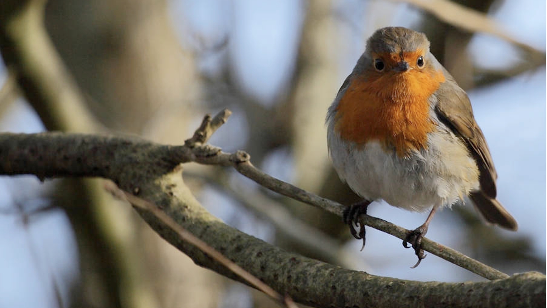 Roodborst_in_haag.png