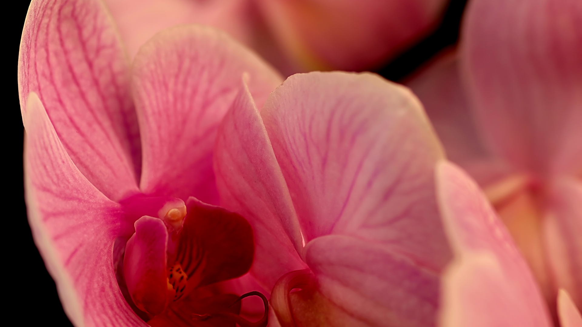 orchidee_08.jpg
