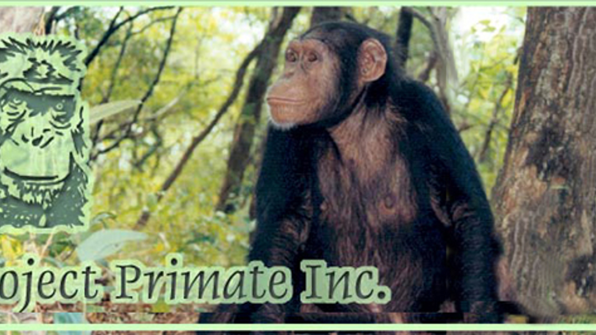 chimps_CCC_copy.jpg