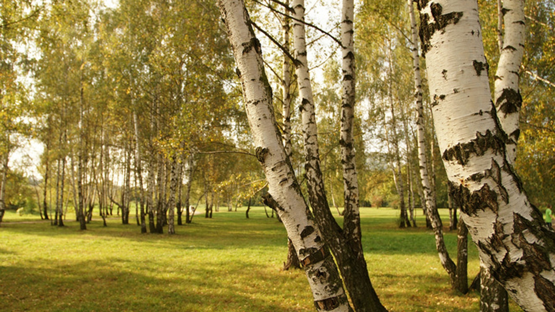 birch-trees-3-1387580.jpg