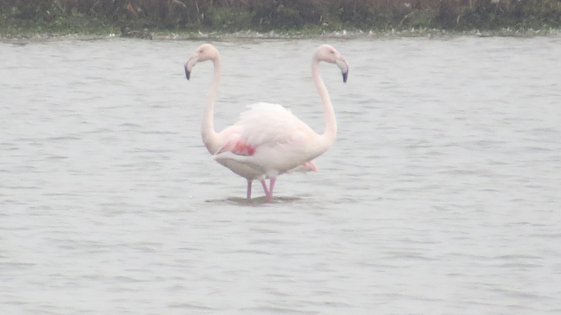 EuropeseFlamingo_Kinseldam_FrankvanGroen.jpg