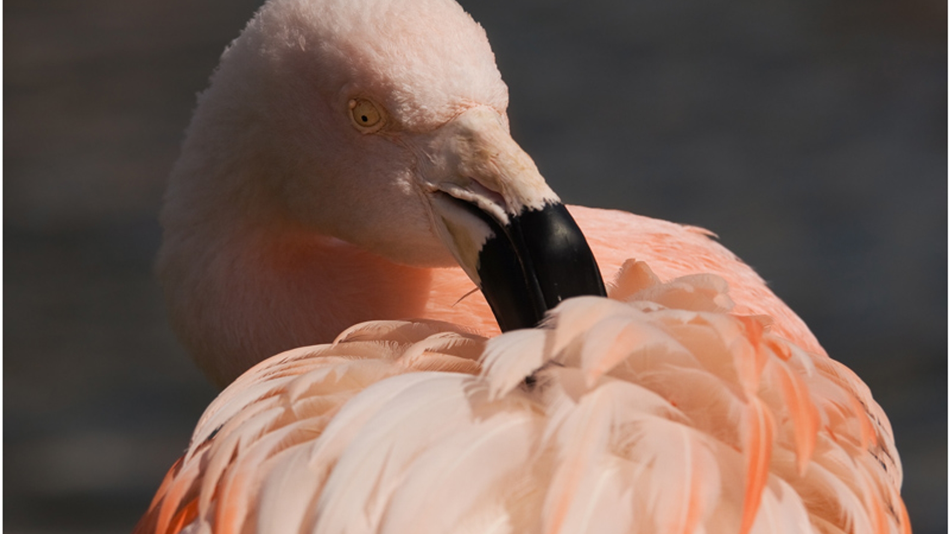 flamingo_06.jpg