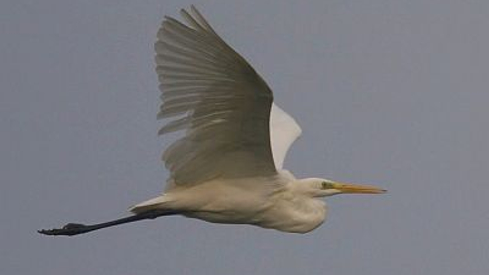 grote_zilverreiger-harveyvandiek.jpg