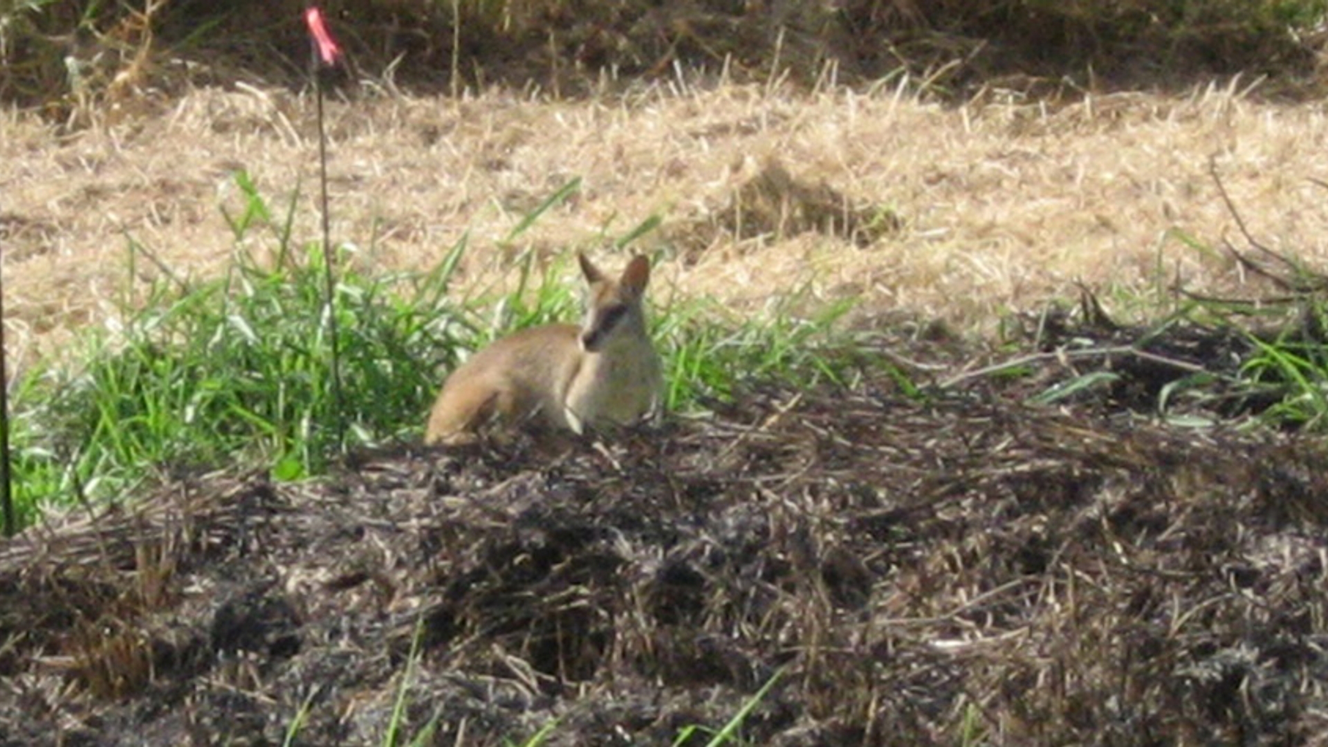 Wallabie