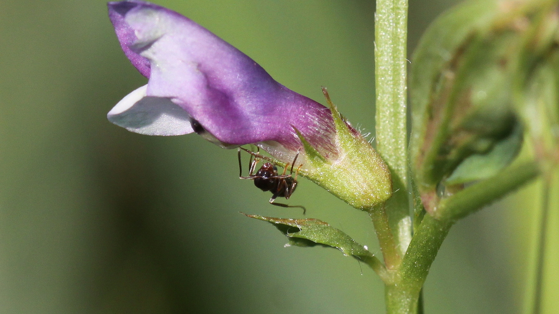 Bithynische_wikke_-__-_Peter_Meininger2.JPG