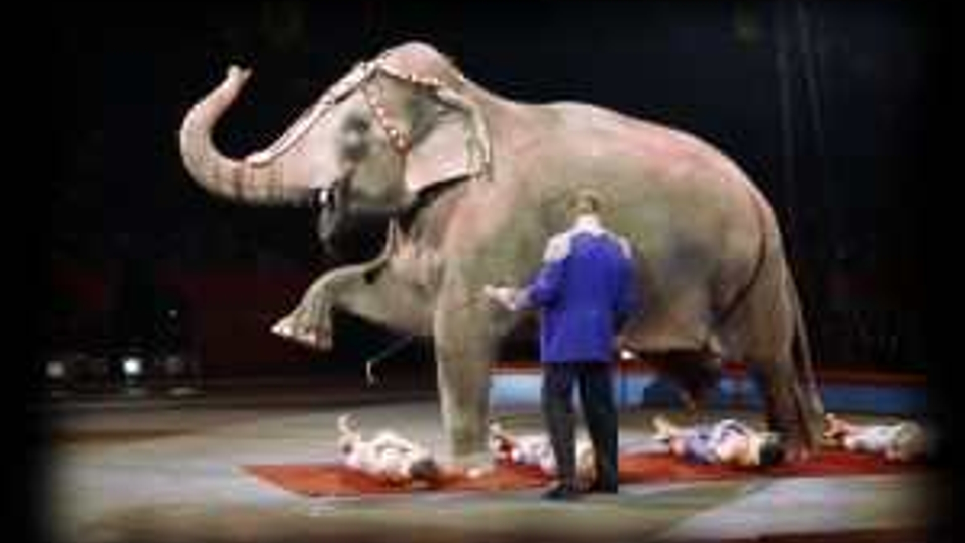 circus-olifant_nrv_btl.jpg