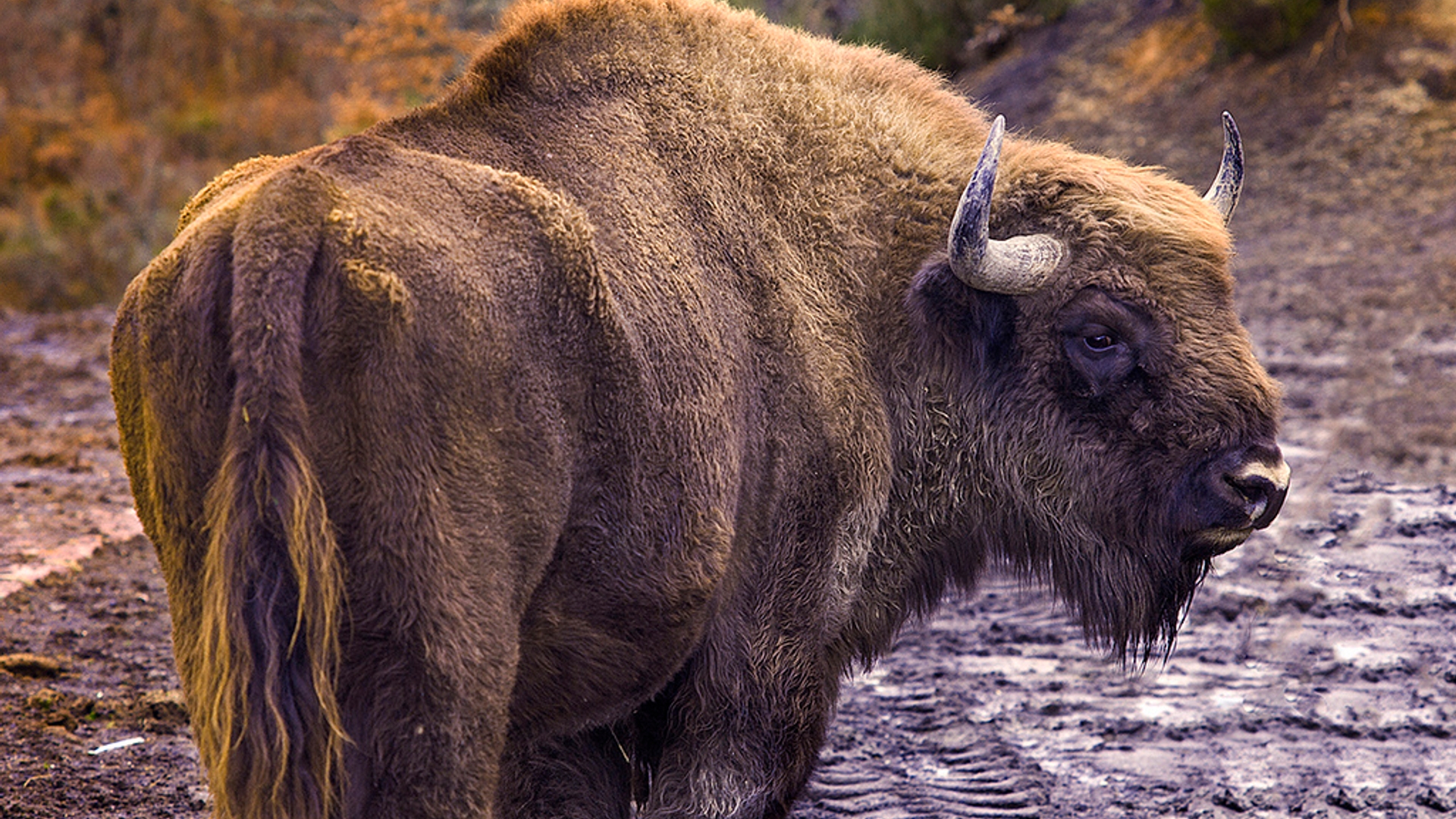 wisent_javieralvarezcobb.jpg