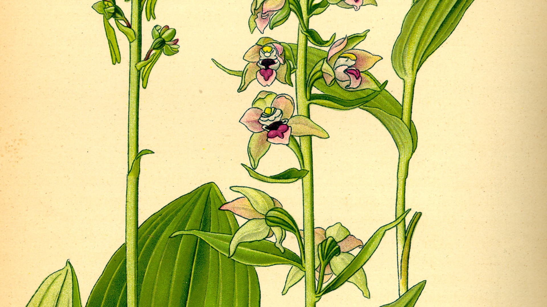 Illustration_Listera_ovata0.jpg