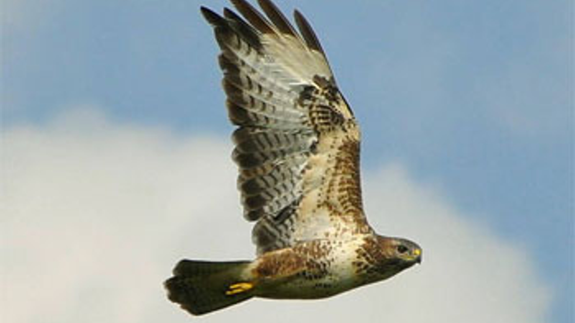 Buizerd.jpg