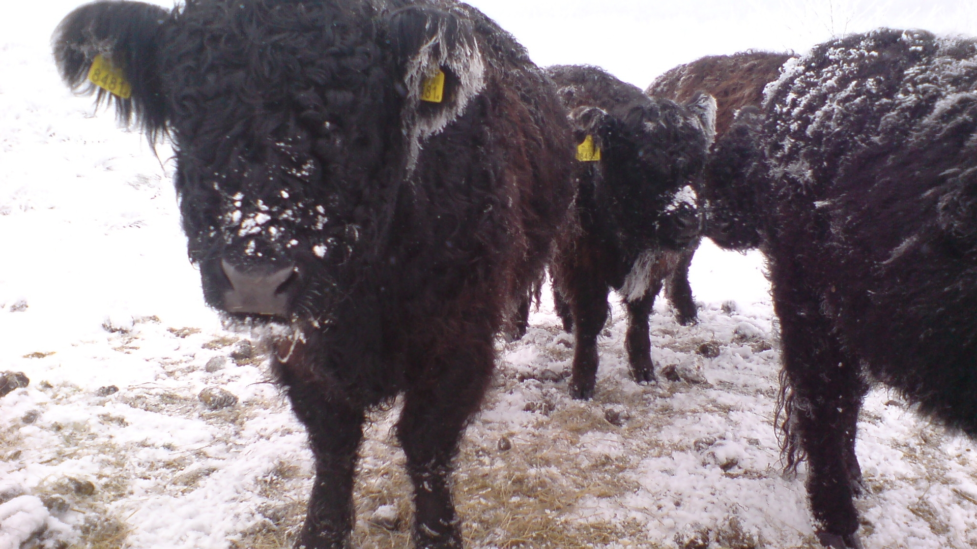 Galloways_in_de_sneeuw_01.JPG