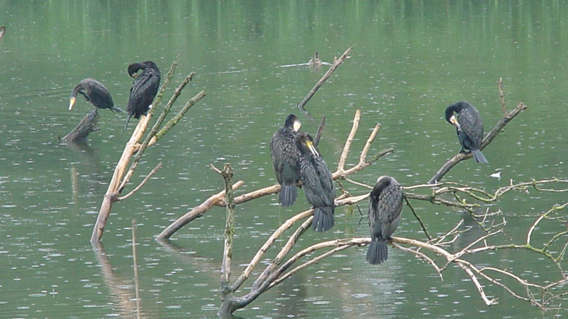 Aalscholvers_-_Het_Flevo-landschap.JPG