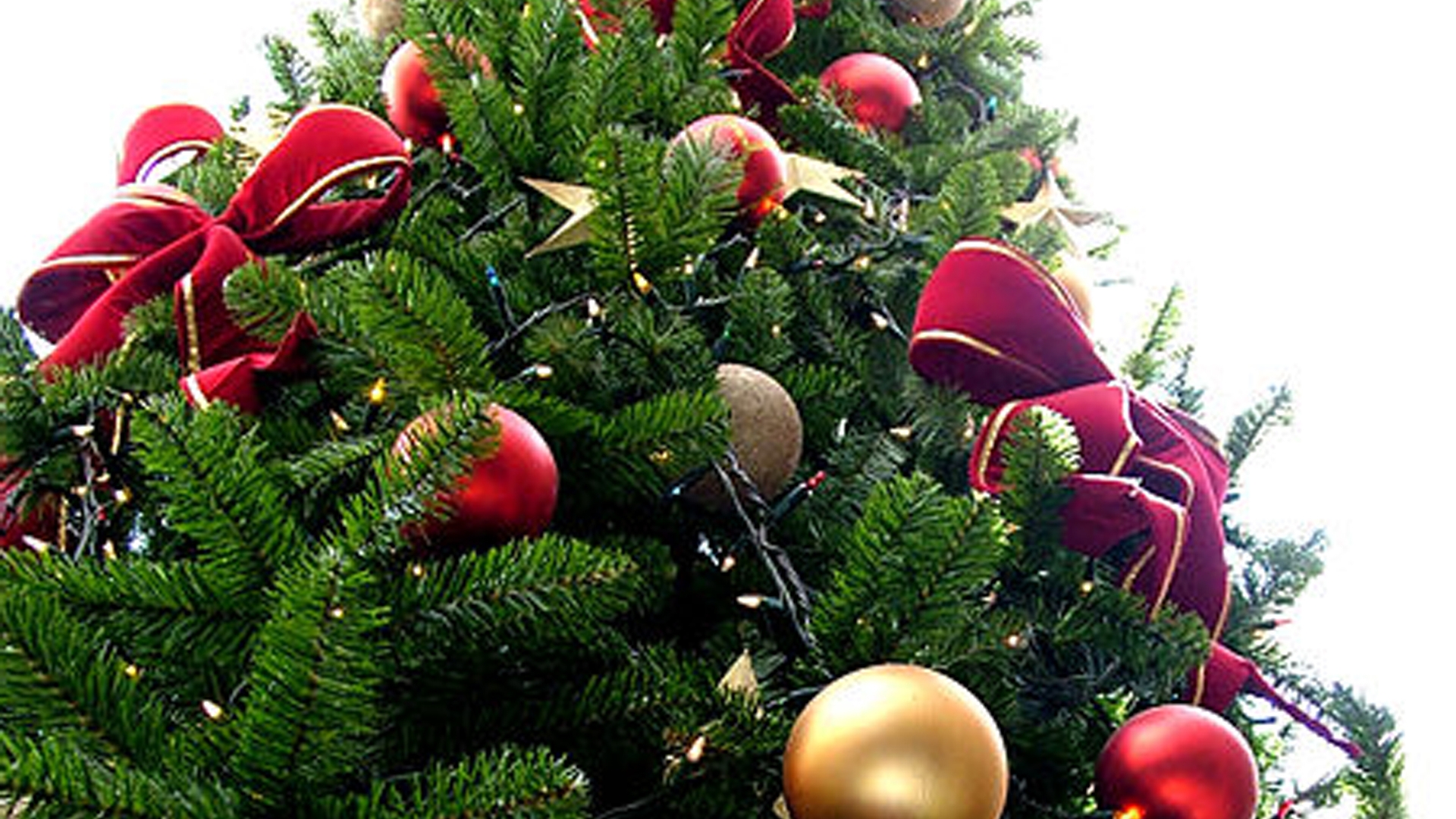 christmas_tree_sxc_hu1.jpg