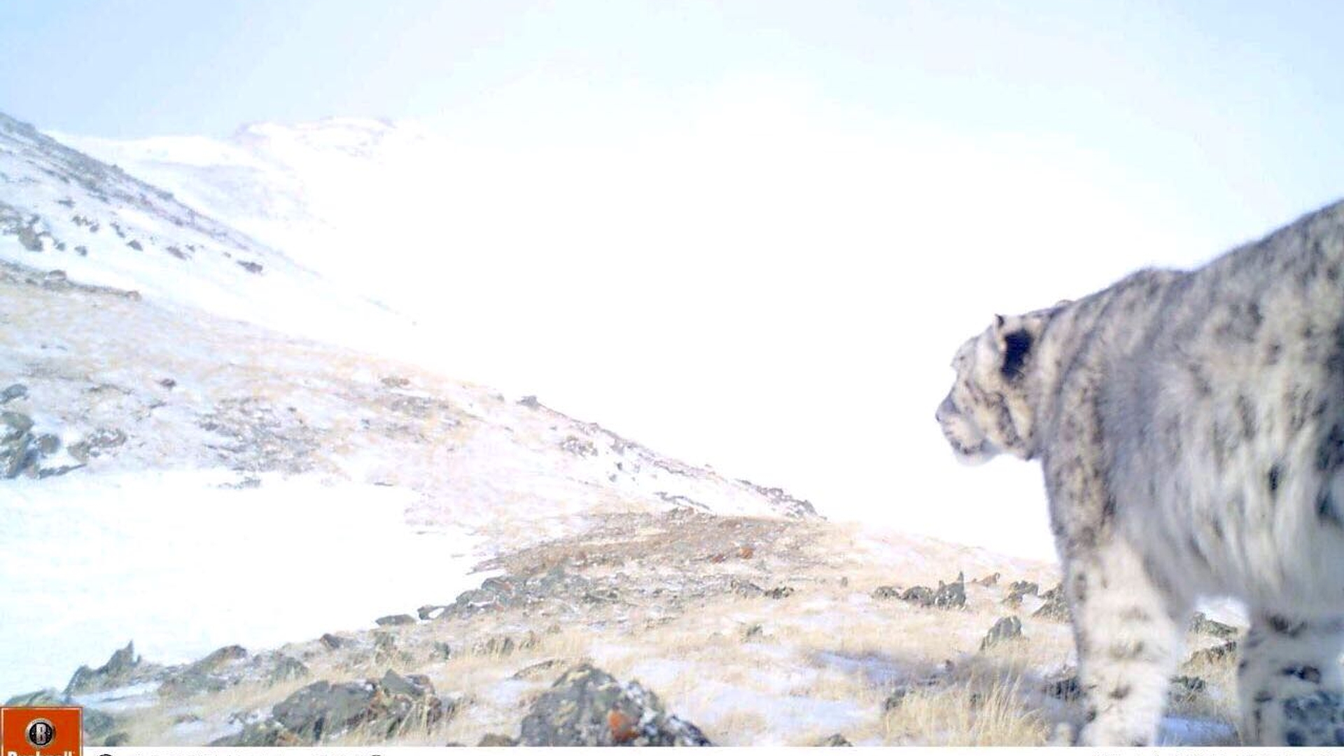 sneeuwluipaard_cameraval_WNF