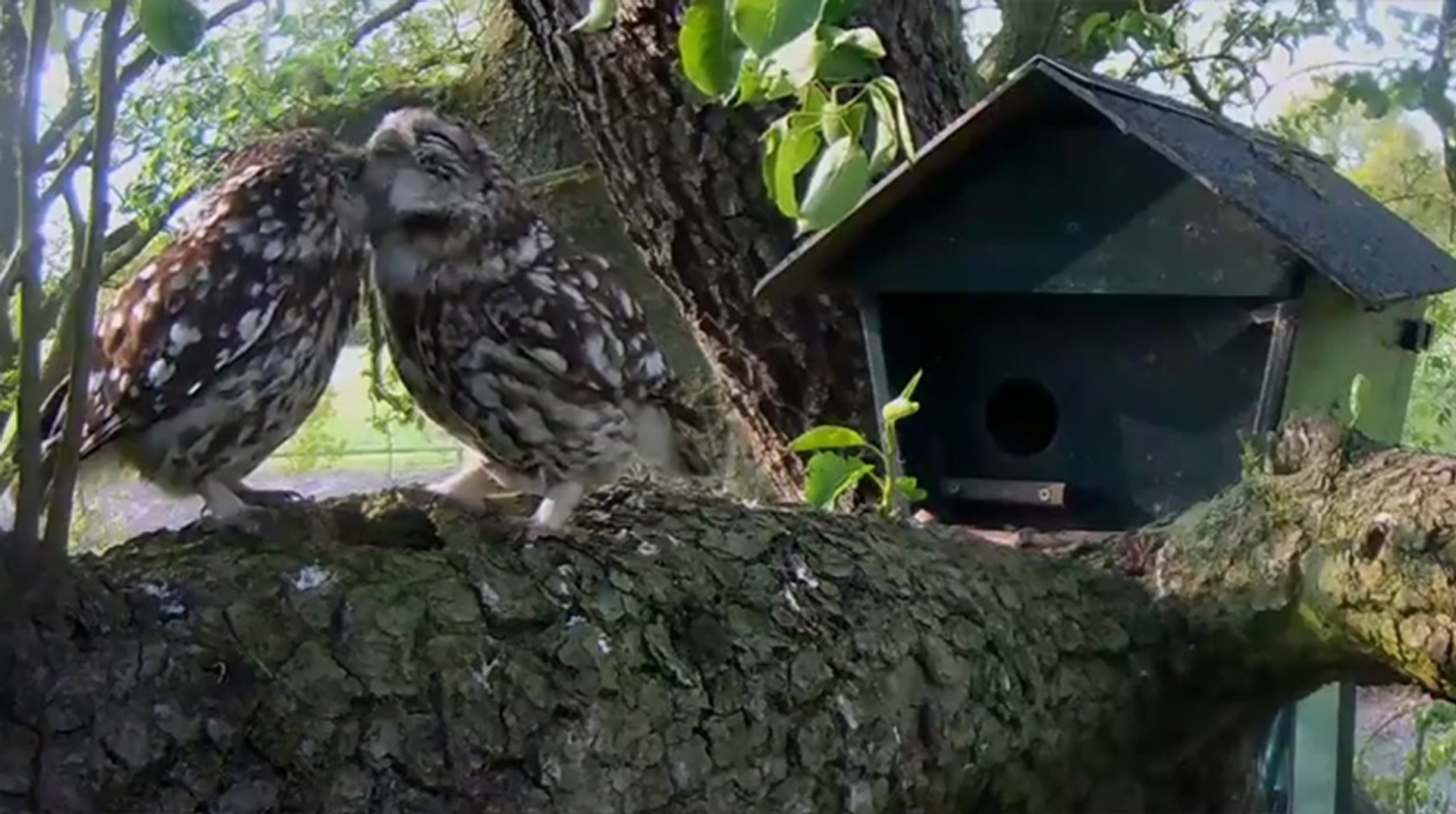 Beleef De Lente 2020 Breekt Alle Records Vroege Vogels Bnnvara