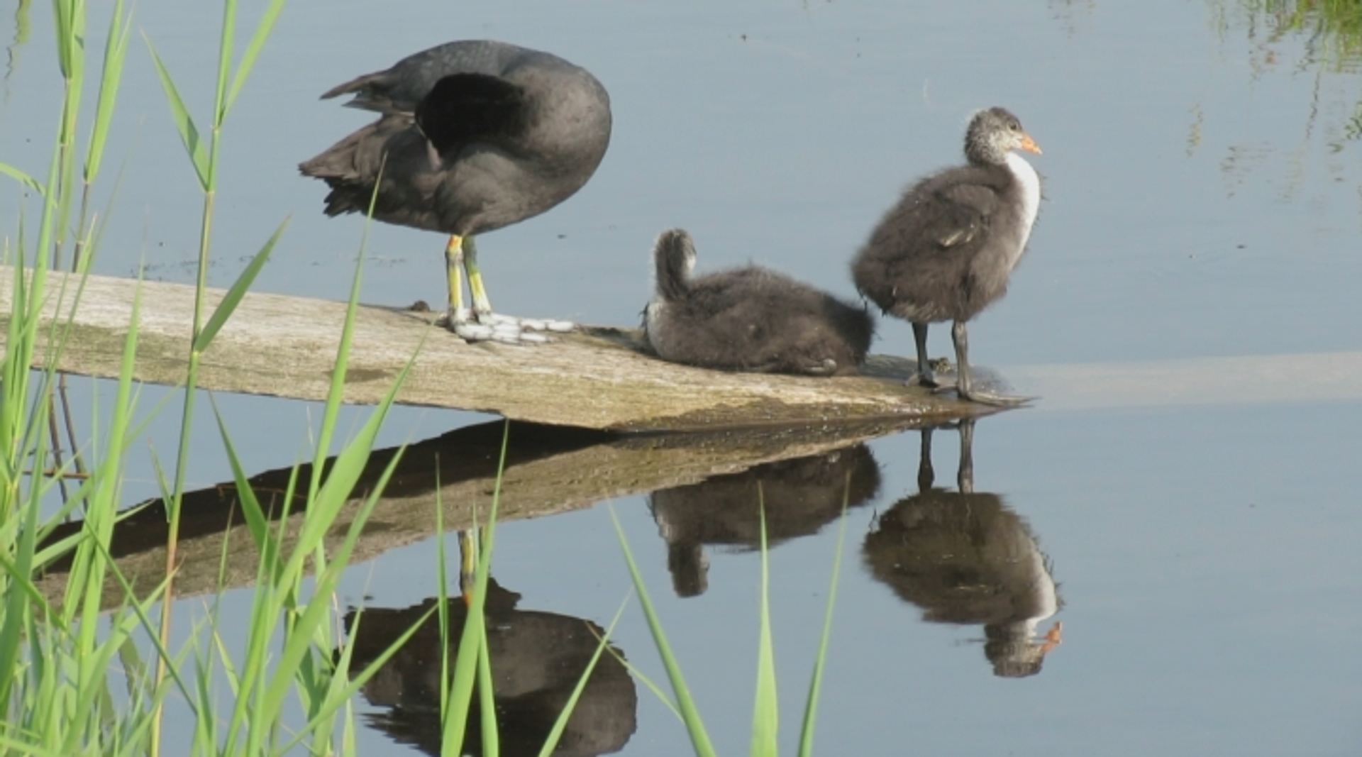 Familie Meerkoet Vroege Vogels Bnnvara