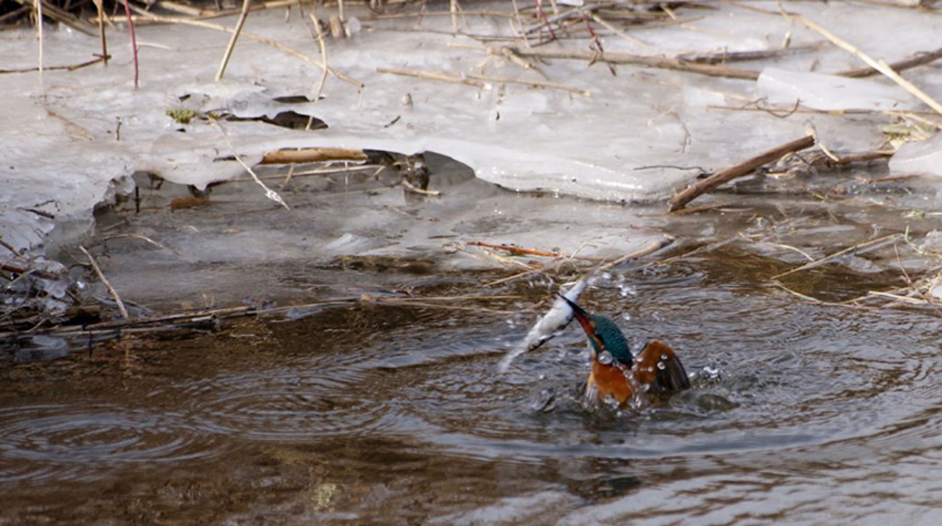 IJsvogel vangt een visje in winters water